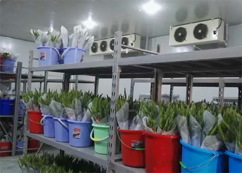 鲜花保鲜冷库建造 鲜花保鲜冷库建造