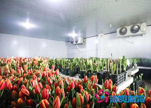 花卉冷库安装预算造价多少钱?-浩爽制冷 花卉冷库安装预算造价多少钱?-浩爽制冷