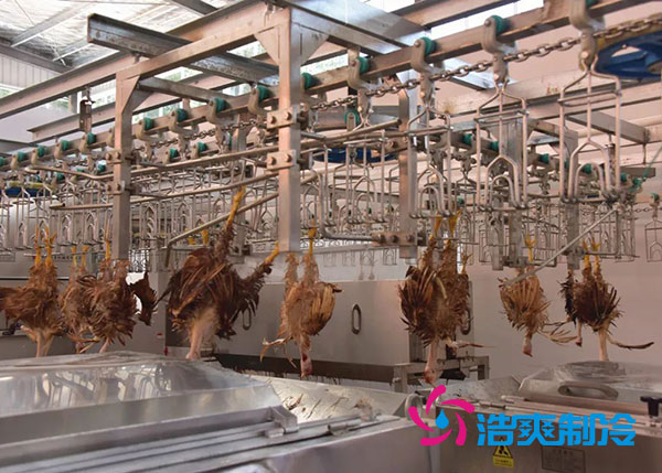 肉鸡屠宰之后需要直接入速冻库吗?-浩爽制冷 肉鸡屠宰之后需要直接入速冻库吗?-浩爽制冷